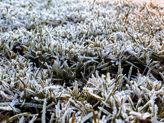 Frosted Grass in a Winter Dawn Morning Close Up