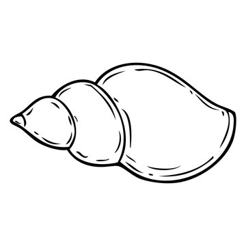 recommend clip art: conch shell line vector illustration