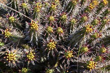 spiny euphorbia or spiny cactus 