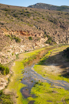 Gouritz river valley with aloes, Klein Karoo South Africa 