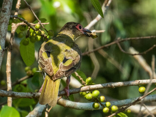 Australian Figbird in Queensland Australia
