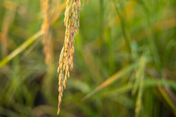 Beautiful yellow rice ears