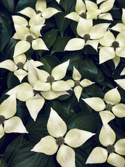 Kousa Dogwood Tree Diamond Petal While Flower with Leafy Tree Branch in New York Park Close Up