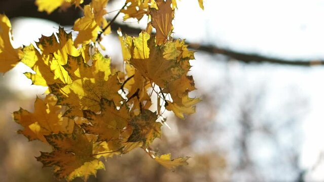 Vertical video. Romantic fall. Nice weather. Nature beauty. Yellow leaves of autumn tree in sunshine rays trembling on wind blur background.