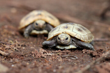  Elongated tortoise in the nature, Indotestudo elongata ,Tortoise sunbathe on ground with his...