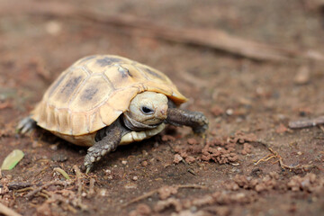  Elongated tortoise in the nature, Indotestudo elongata ,Tortoise sunbathe on ground with his protective shell ,Tortoise from Southeast Asia and parts of South Asia ,High yellow Tortoise