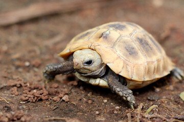  Elongated tortoise in the nature, Indotestudo elongata ,Tortoise sunbathe on ground with his protective shell ,Tortoise from Southeast Asia and parts of South Asia ,High yellow Tortoise