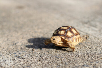Obraz premium Tortoise on the hands of man (African spurred tortoise ),Cute portrait of baby tortoise ,Geochelone sulcata ,Close up Baby Tortoise Hatching (African spurred tortoise),Birth of new life