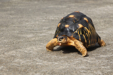 Portrait of radiated tortoise,The radiated tortoise eating flower ,Tortoise sunbathe on ground with his protective shell ,cute animal ,Astrochelys radiata ,The radiatedtortoise from Madagascar
