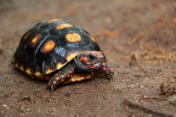 Cute small baby Red-foot Tortoise in the nature,The red-footed tortoise (Chelonoidis carbonarius) is a species of tortoise from northern South America