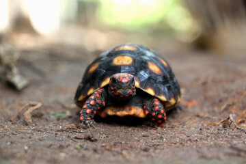 Cute small baby Red-foot Tortoise in the nature,The red-footed tortoise (Chelonoidis carbonarius) is a species of tortoise from northern South America