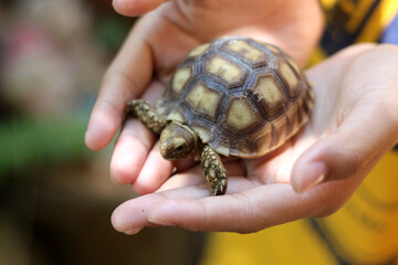 Tortoise on the hands of man (African spurred tortoise ),Cute portrait of baby tortoise ,Geochelone sulcata ,Close up Baby Tortoise Hatching (African spurred tortoise),Birth of new life - obrazy, fototapety, plakaty