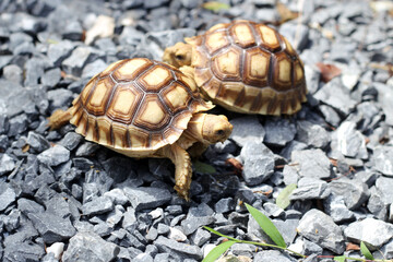 African Sulcata Tortoise Natural Habitat,Close up African spurred tortoise resting in the garden, Slow life ,Africa spurred tortoise sunbathe on ground with his protective shell ,Beautiful Tortoise
