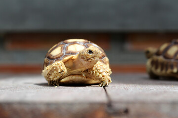 African Sulcata Tortoise Natural Habitat,Close up African spurred tortoise resting in the garden,...
