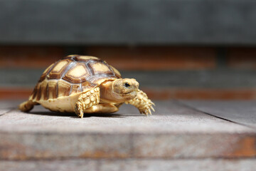 African Sulcata Tortoise Natural Habitat,Close up African spurred tortoise resting in the garden,...