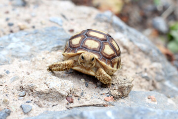 African Sulcata Tortoise Natural Habitat,Close up African spurred tortoise resting in the garden, Slow life ,Africa spurred tortoise sunbathe on ground with his protective shell ,Beautiful Tortoise
