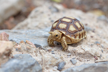 African Sulcata Tortoise Natural Habitat,Close up African spurred tortoise resting in the garden, Slow life ,Africa spurred tortoise sunbathe on ground with his protective shell ,Beautiful Tortoise
