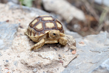 African Sulcata Tortoise Natural Habitat,Close up African spurred tortoise resting in the garden, Slow life ,Africa spurred tortoise sunbathe on ground with his protective shell ,Beautiful Tortoise
