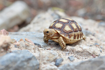 African Sulcata Tortoise Natural Habitat,Close up African spurred tortoise resting in the garden, Slow life ,Africa spurred tortoise sunbathe on ground with his protective shell ,Beautiful Tortoise
