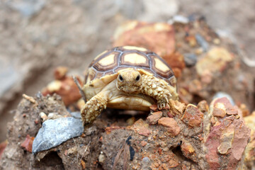 African Sulcata Tortoise Natural Habitat,Close up African spurred tortoise resting in the garden, Slow life ,Africa spurred tortoise sunbathe on ground with his protective shell ,Beautiful Tortoise
