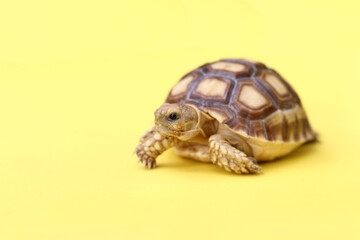 African Sulcata Tortoise Natural Habitat,Close up African spurred tortoise resting in the garden, Slow life ,Africa spurred tortoise sunbathe on ground with his protective shell ,Beautiful Tortoise
