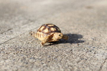 African Sulcata Tortoise Natural Habitat,Close up African spurred tortoise resting in the garden, Slow life ,Africa spurred tortoise sunbathe on ground with his protective shell ,Beautiful Tortoise
