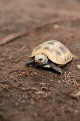  Elongated tortoise in the nature, Indotestudo elongata ,Tortoise sunbathe on ground with his protective shell ,Tortoise from Southeast Asia and parts of South Asia ,High yellow Tortoise