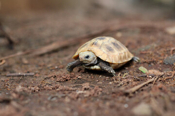  Elongated tortoise in the nature, Indotestudo elongata ,Tortoise sunbathe on ground with his protective shell ,Tortoise from Southeast Asia and parts of South Asia ,High yellow Tortoise