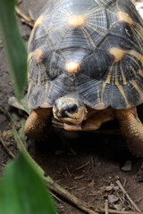 Portrait of radiated tortoise,The radiated tortoise eating flower ,Tortoise sunbathe on ground with his protective shell ,cute animal ,Astrochelys radiata ,The radiatedtortoise from Madagascar