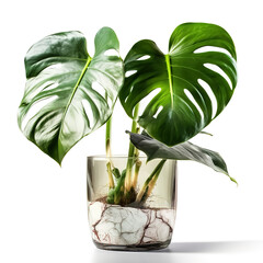 monstera planted in pot plant in a vase