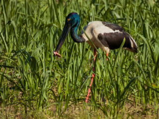 Black-necked Stork in Queensland Australia