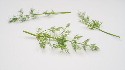 ディル　白背景