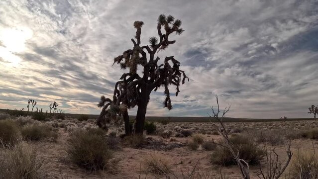 Mojave Desert cloudscape time lapse with a Joshua tree in the foreground
