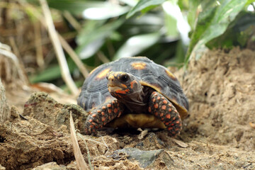 Cute small baby Red-foot Tortoise in the nature,The red-footed tortoise (Chelonoidis carbonarius) is a species of tortoise from northern South America