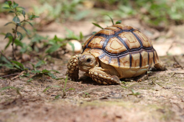 African Sulcata Tortoise Natural Habitat,Close up African spurred tortoise resting in the garden, Slow life ,Africa spurred tortoise sunbathe on ground with his protective shell ,Beautiful Tortoise
