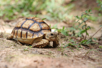 African Sulcata Tortoise Natural Habitat,Close up African spurred tortoise resting in the garden, Slow life ,Africa spurred tortoise sunbathe on ground with his protective shell ,Beautiful Tortoise
