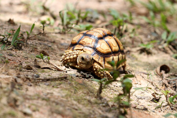 African Sulcata Tortoise Natural Habitat,Close up African spurred tortoise resting in the garden, Slow life ,Africa spurred tortoise sunbathe on ground with his protective shell ,Beautiful Tortoise
