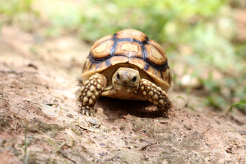 African Sulcata Tortoise Natural Habitat,Close up African spurred tortoise resting in the garden,...