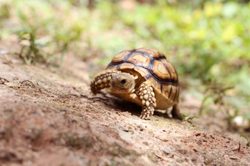 African Sulcata Tortoise Natural Habitat,Close up African spurred tortoise resting in the garden, Slow life ,Africa spurred tortoise sunbathe on ground with his protective shell ,Beautiful Tortoise
