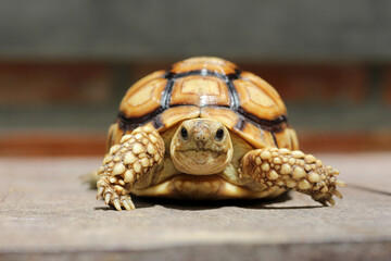 African Sulcata Tortoise Natural Habitat,Close up African spurred tortoise resting in the garden,...
