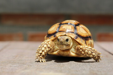 African Sulcata Tortoise Natural Habitat,Close up African spurred tortoise resting in the garden, Slow life ,Africa spurred tortoise sunbathe on ground with his protective shell ,Beautiful Tortoise
