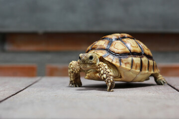 African Sulcata Tortoise Natural Habitat,Close up African spurred tortoise resting in the garden, Slow life ,Africa spurred tortoise sunbathe on ground with his protective shell ,Beautiful Tortoise
