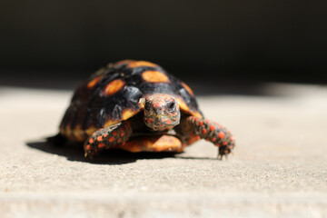 Cute small baby Red-foot Tortoise in the nature,The red-footed tortoise (Chelonoidis carbonarius) is a species of tortoise from northern South America