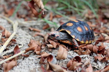 Cute small baby Red-foot Tortoise in the nature,The red-footed tortoise (Chelonoidis carbonarius) is a species of tortoise from northern South America