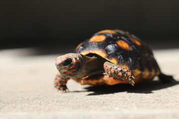 Cute small baby Red-foot Tortoise in the nature,The red-footed tortoise (Chelonoidis carbonarius) is a species of tortoise from northern South America
