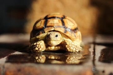 African Sulcata Tortoise Natural Habitat,Close up African spurred tortoise resting in the garden,...