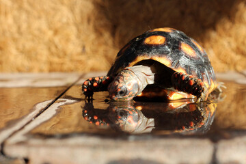 Cute small baby Red-foot Tortoise in the nature,The red-footed tortoise (Chelonoidis carbonarius) is a species of tortoise from northern South America