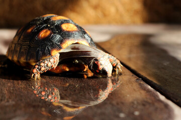 Cute small baby Red-foot Tortoise in the nature,The red-footed tortoise (Chelonoidis carbonarius)...