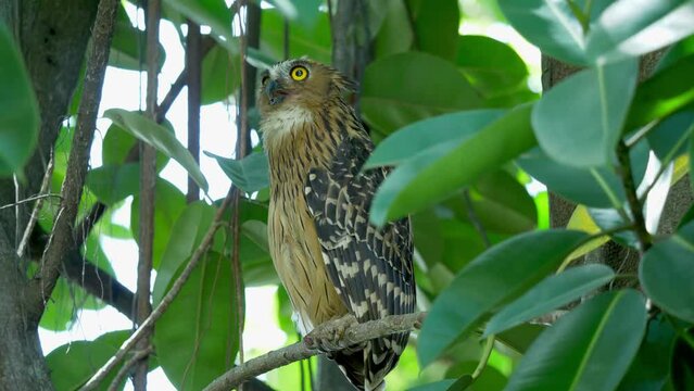 Buffy fish owl perched on tree in Hampstead Wetlands Park, Singapore