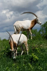 Fotobehang scimitar-horned oryx, Oryx dammah, Quebec, Canada, captive © Bruce